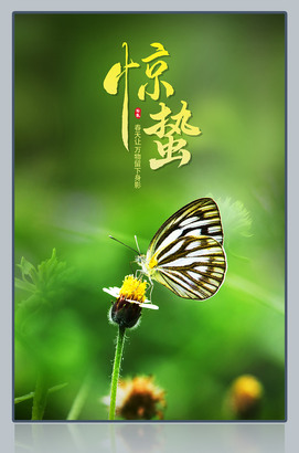 绿色背景蝴蝶图片惊蛰节气海报