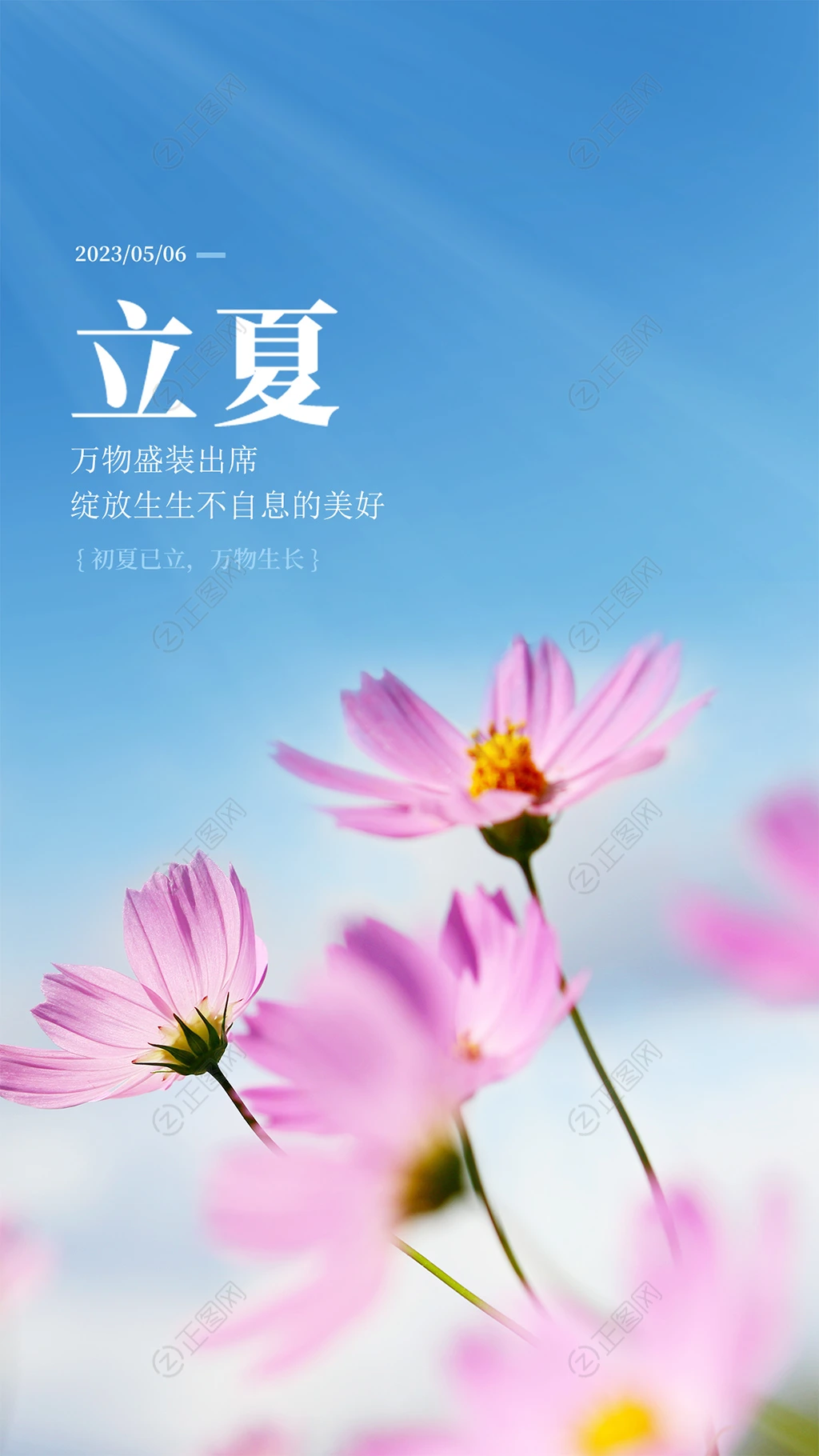 小清新花朵立夏海报