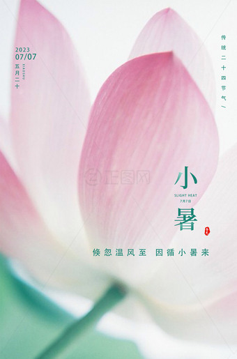 荷花背景小暑海报图片