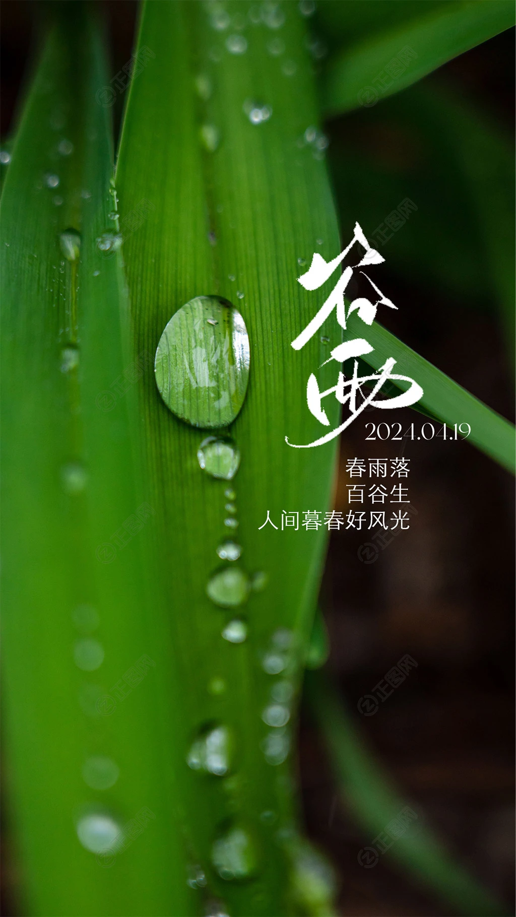 谷雨海报节气图片