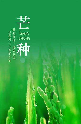 芒种海报图片