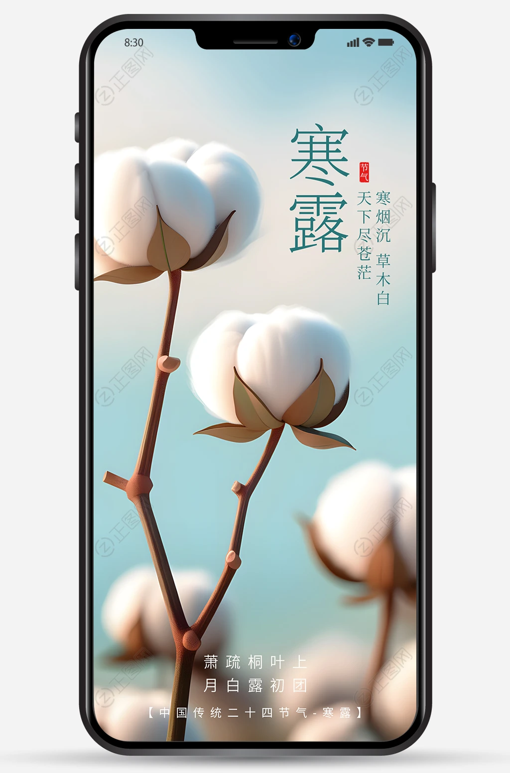 棉花背景二十四节气寒露海报图片 棉花背景二十四节气寒露海报图片
