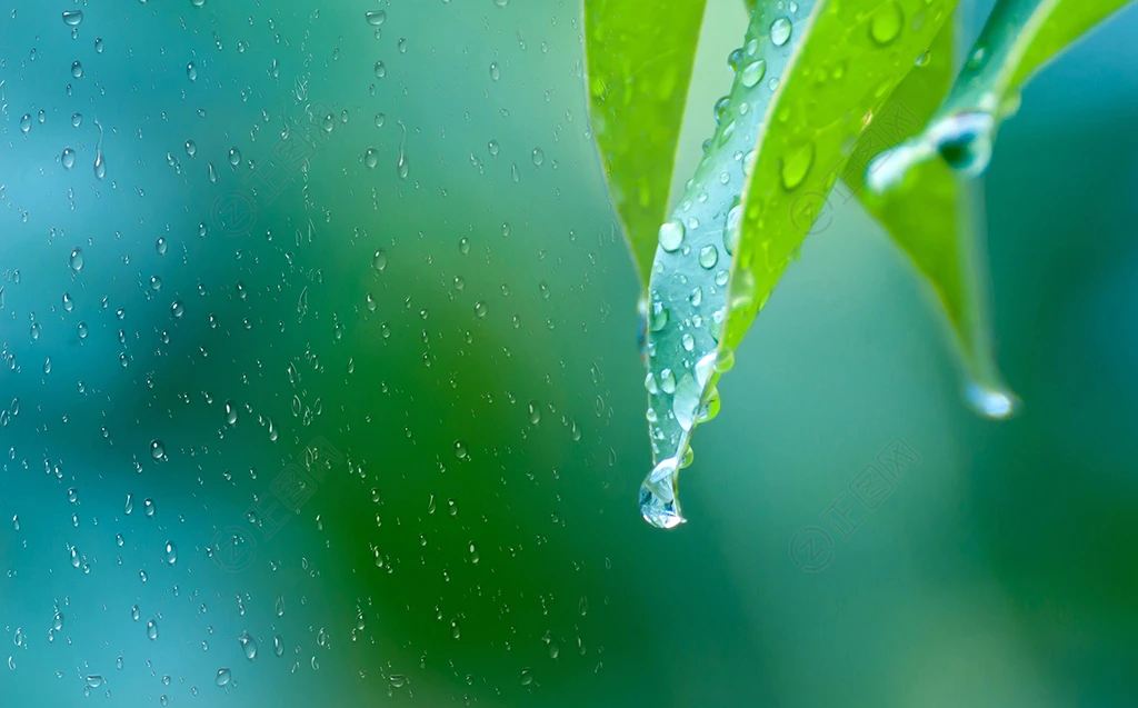 细雨水珠叶子图片