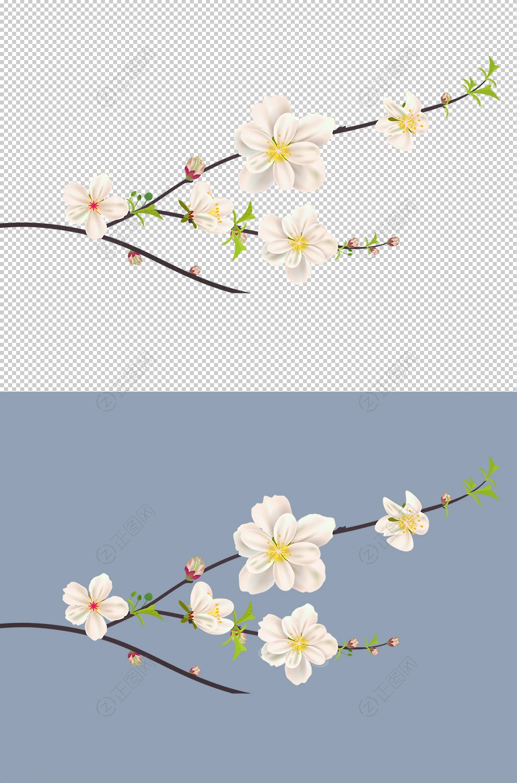 花枝图片