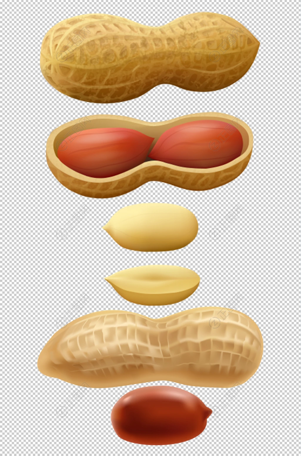 手绘花生png素材